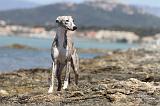 WHIPPET 065